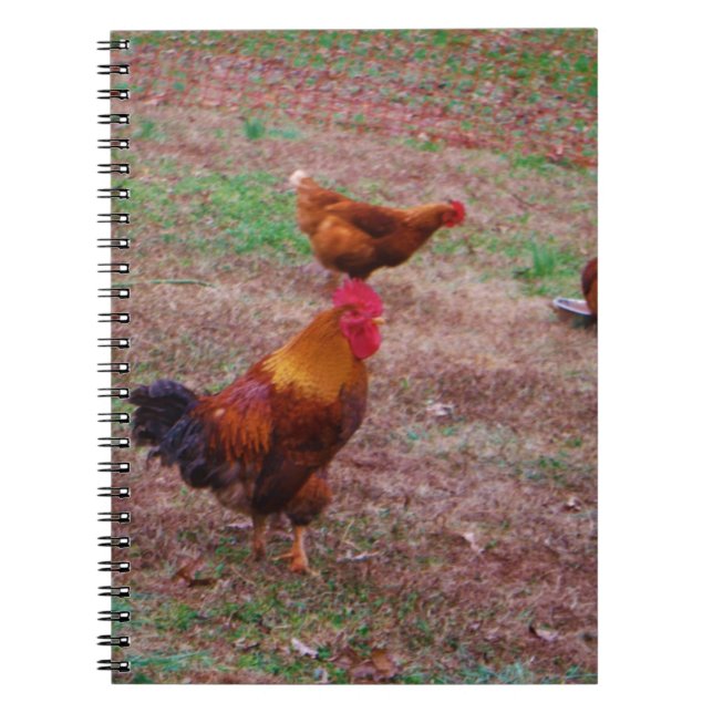Caderno Espiral Galo e suas galinhas (Frente)
