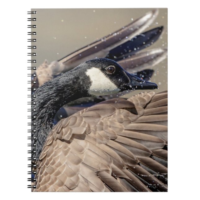 Caderno Espiral Ganso do Canadá (Frente)