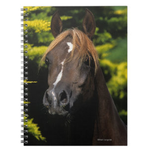 Caderno Espiral Garanhão árabe