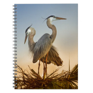 Caderno Espiral Garças-reais de grande azul no nascer do sol