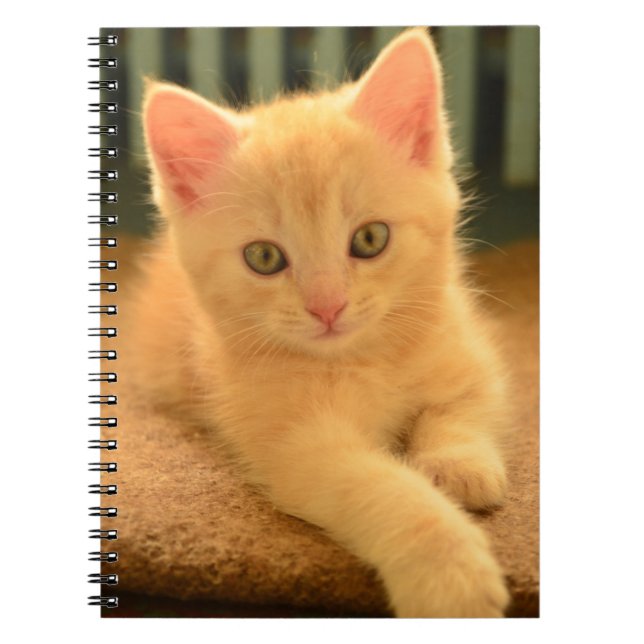Caderno Espiral Gatinho (Frente)