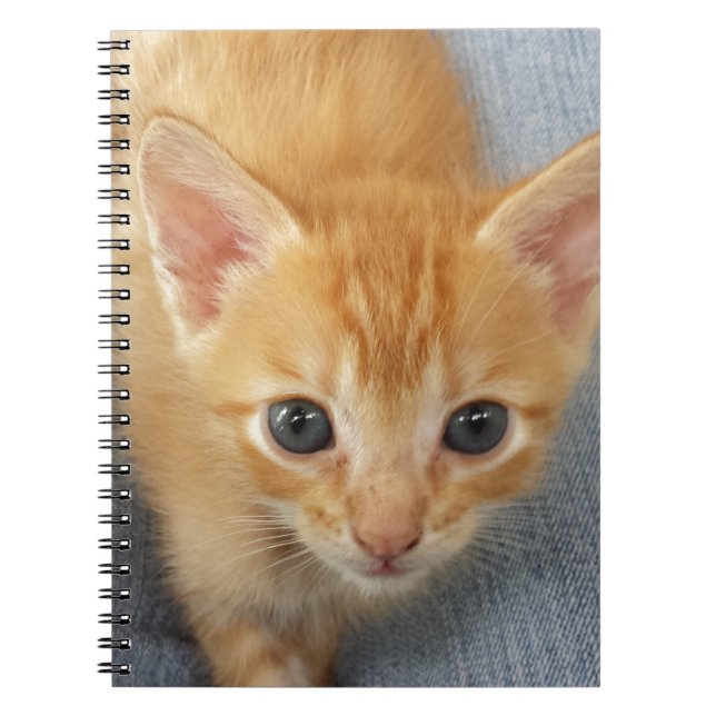 Caderno Espiral Gatinho alaranjado do gato malhado (Frente)