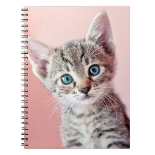 Caderno Espiral Gatinho bonito com olhos azuis