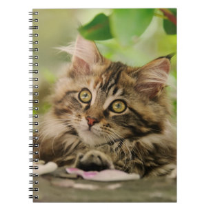 Caderno Espiral Gatinho bonito do racum de Maine