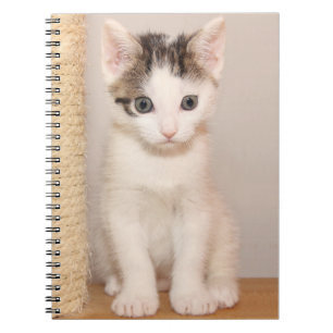 Caderno Espiral Gatinho branco bonito com olhos verdes