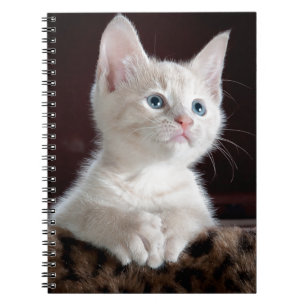 Caderno Espiral Gatinho branco super bonito
