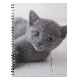 Caderno Espiral Gatinho do azul do russo
