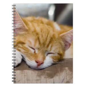Caderno Espiral Gatinho Gato
