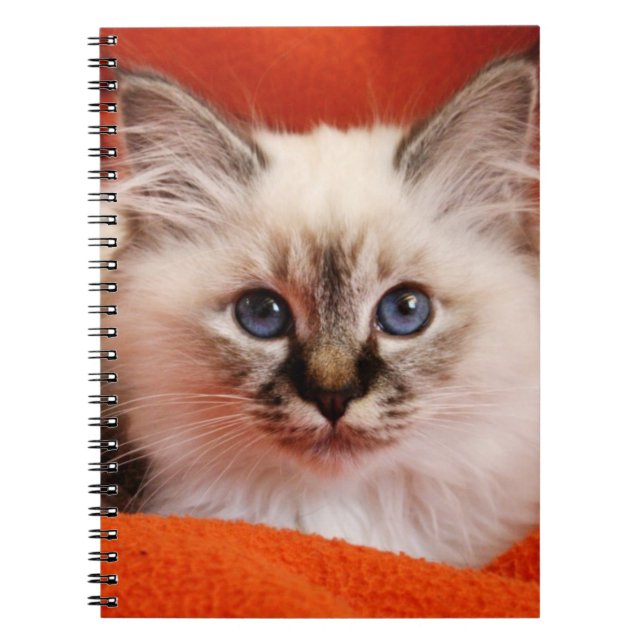 Caderno Espiral Gatinho sagrado de Birman (Frente)