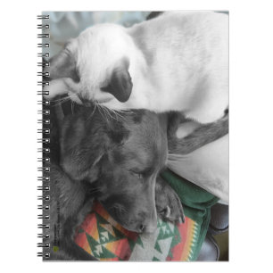 Caderno Espiral Gatinho Siamês Doce Mora Na Cabeça De Labrador