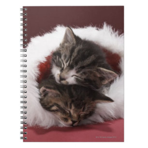 Caderno Espiral Gatinhos adormecidos junto no chapéu do Natal