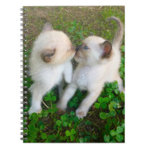 gatinhos se beijando no trevo