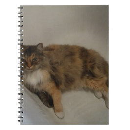Caderno Espiral Gato