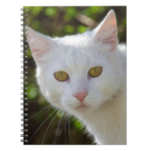 Caderno Espiral Gato Branco Com Olhos Amarelos