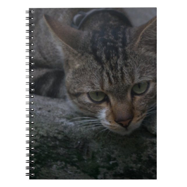 Caderno Espiral Gato Cinza Olhando (Frente)