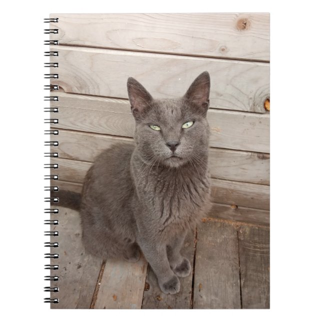 Caderno Espiral Gato cinzento (Frente)