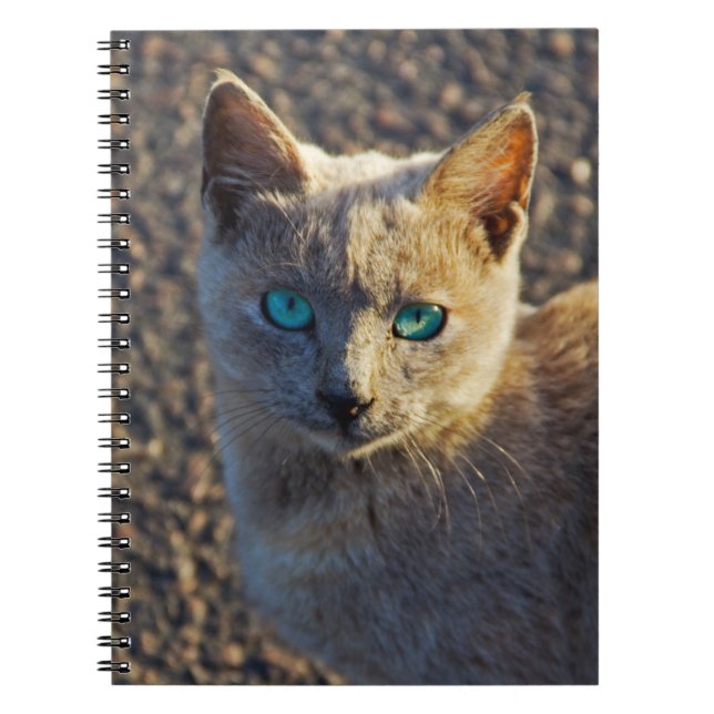 Caderno Espiral Gato de olhos azuis (Frente)