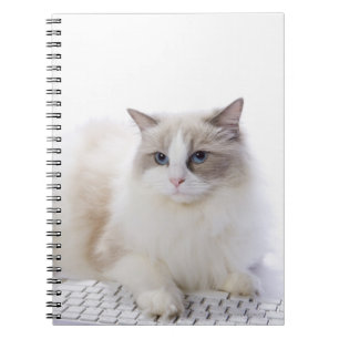 Caderno Espiral Gato de Ragdoll no teclado de computador