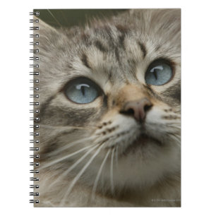 Caderno Espiral Gato doméstico