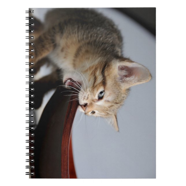 Caderno Espiral gato, gatinho, animal (Frente)