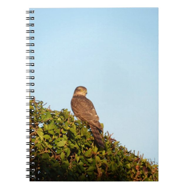 Caderno Espiral Gavião-de-barriga-branca (Frente)