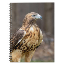 Gavião-de-cauda-vermelha no Vale do Hudson