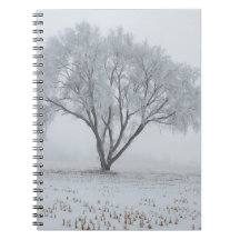 Geada Sobre uma Árvore Solitária