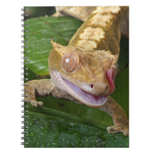 Caderno Espiral Gecko preso