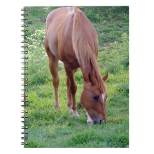 Caderno Espiral Gelding da azeda