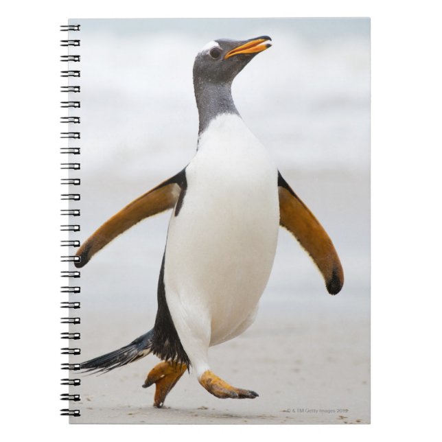 Caderno Espiral Gentoo Penguin (Frente)