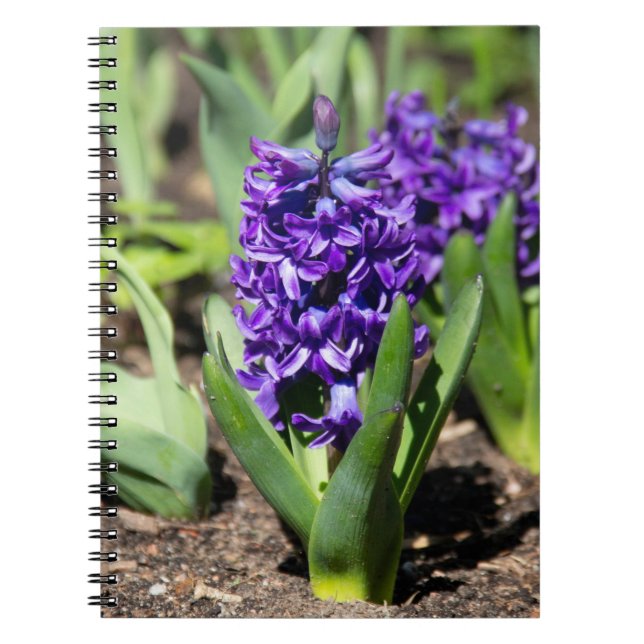 Caderno Espiral Geocinto Azul na primavera (Frente)