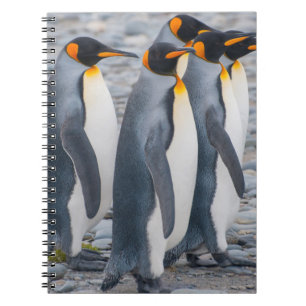 Caderno Espiral Geórgia do Sul. Pinguins-imperadores