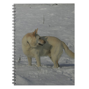 Caderno Espiral German shepherd branco na neve