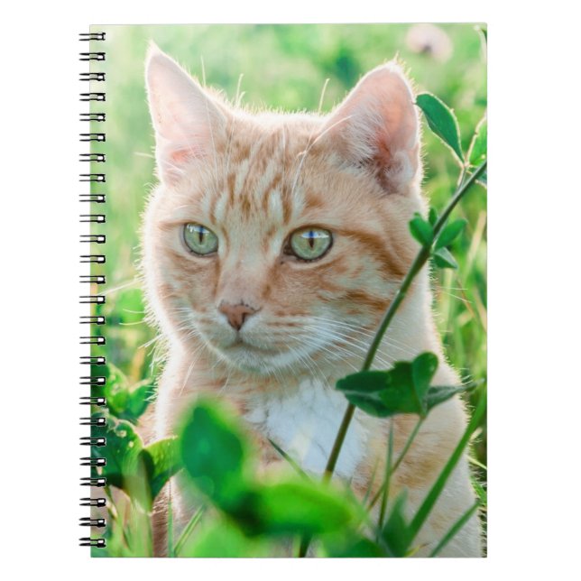 Caderno Espiral Ginger Cat com olhos verdes na grama (Frente)