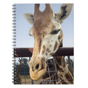 Caderno Espiral Girafa