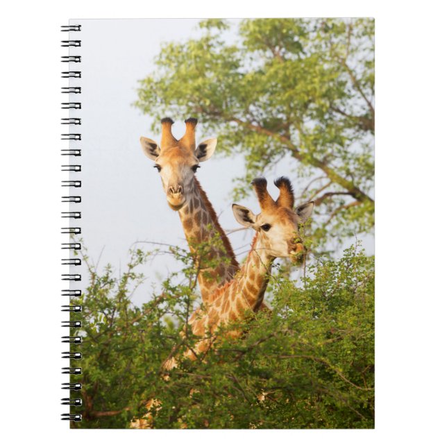 Caderno Espiral Girafas Espiando Acima da Vegetação (Frente)