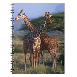 Caderno Espiral Girafas majestosos
