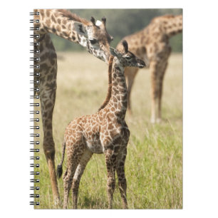 Caderno Espiral girafas Masai, Giraffa camelopardalis 2