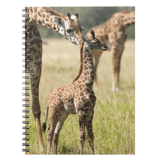 Caderno Espiral girafas Masai, Giraffa camelopardalis 2 (Frente)