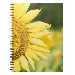 Caderno Espiral Girassol