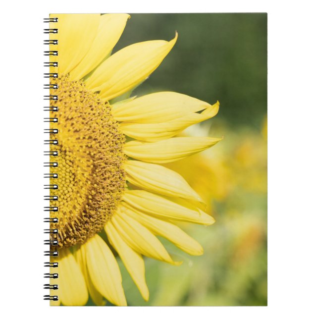 Caderno Espiral Girassol (Frente)