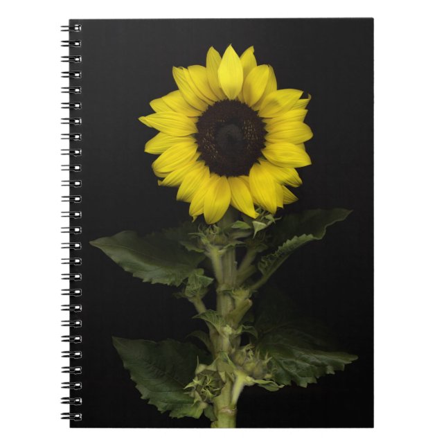 Caderno Espiral Girassol 11 (Frente)