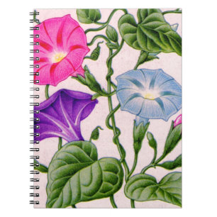 Caderno Espiral glória da manhã em azul e rosa