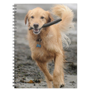 Caderno Espiral Golden Retriever Correndo Com Pau Na Boca