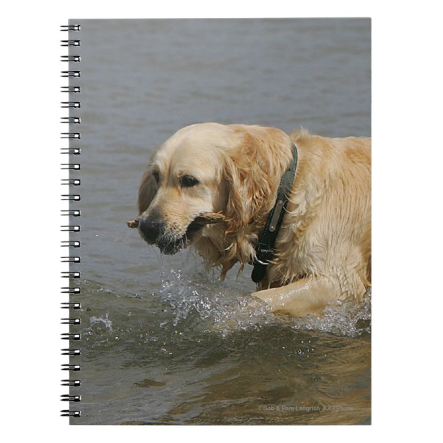 Caderno Espiral Golden retriever na água (Frente)