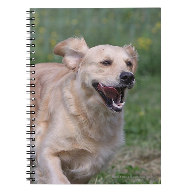 Caderno Espiral Golden retriever que funciona 1 (Frente)