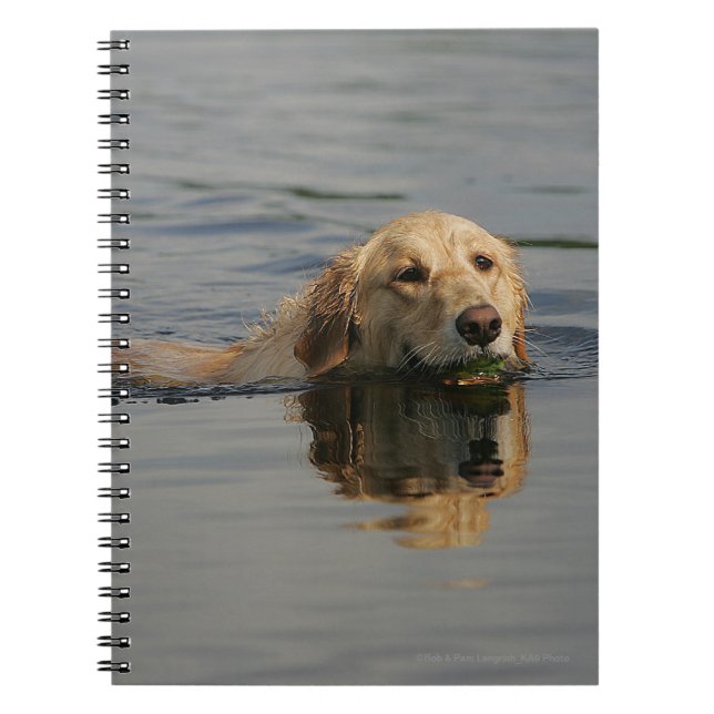 Caderno Espiral Golden retriever que nada (Frente)