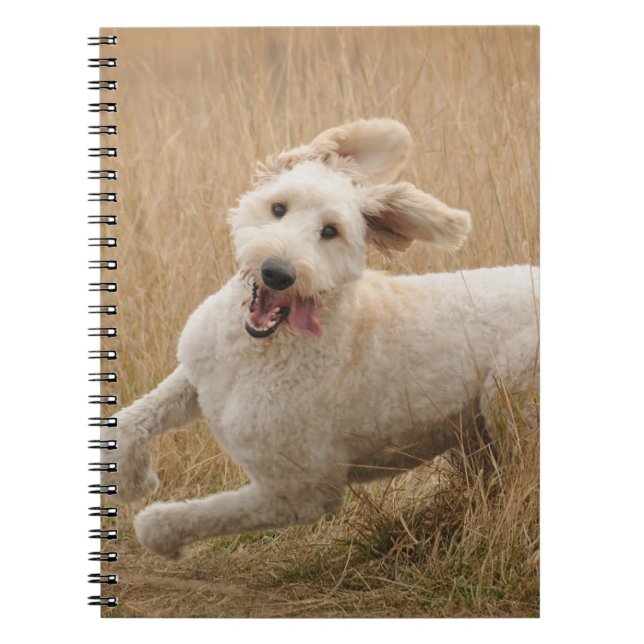 Caderno Espiral Goldendoodle Passa Pela Grama (Frente)