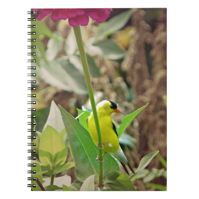 Caderno Espiral Goldfinch (Frente)