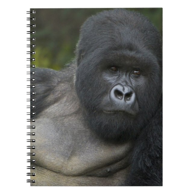 Caderno Espiral Gorila da Montanha e Silverback (Frente)